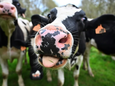 Influenza aviaria rilevata nel latte: l'Oms raccomanda solo il consumo di latte pastorizzato