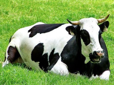 Mucca pazza, primo caso in Svizzera dal 2012. Lo ha comunicato l'Organizzazione mondiale della sanità animale (OIE)