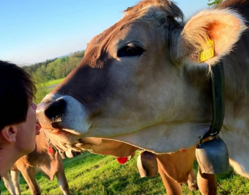 La sfida per raccogliere fondi per beneficenza: "Bacia una mucca".