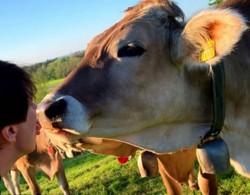 La sfida per raccogliere fondi per beneficenza: "Bacia una mucca". 