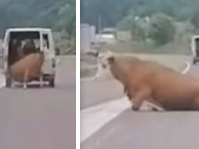 Furgone perde la mucca per strada mentre corre in strada e il video inedito dell'assurdo incidente diventa virale.