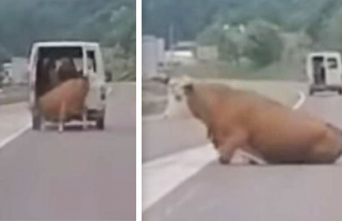 Furgone perde la mucca per strada mentre corre in strada e il video inedito dell'assurdo incidente diventa virale.
