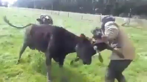 Mucca aggredisce un escursionista.