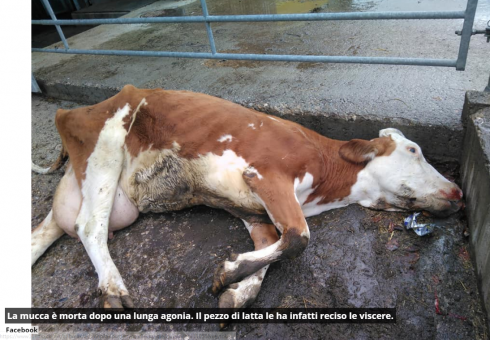 Littering assassino: mucca muore dopo aver ingerito un pezzo di lattina