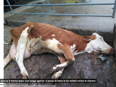 Littering assassino: mucca muore dopo aver ingerito un pezzo di lattina