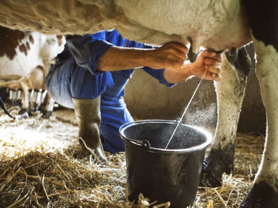 Influenza aviaria scoperta nelle mucche in America, il virus si trova anche nel loro latte