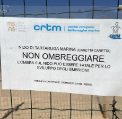 Lido Marini - Ugento, Costa del Sud Salento: record di nidi di tartarughe marine caretta caretta