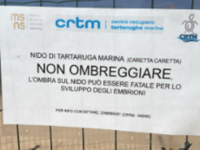 Lido Marini - Ugento, Costa del Sud Salento: record di nidi di tartarughe marine caretta caretta