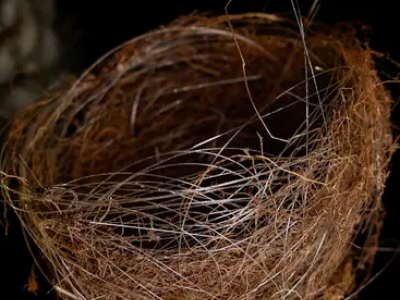 In Ucraina gli uccelli stanno costruendo nidi con cavi in ​​fibra ottica da resti di droni da combattimento