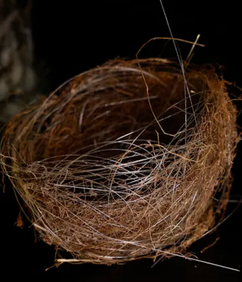 In Ucraina gli uccelli stanno costruendo nidi con cavi in fibra ottica da resti di droni da combattimento