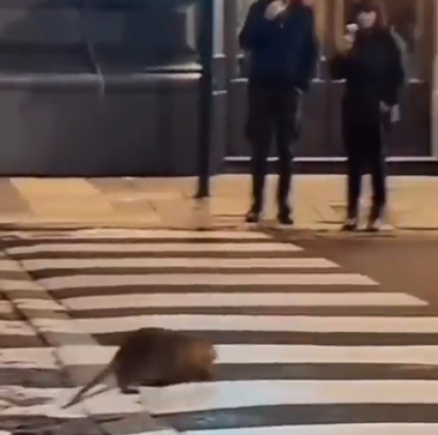 Una nutria filmata a spasso per le strade di Roma