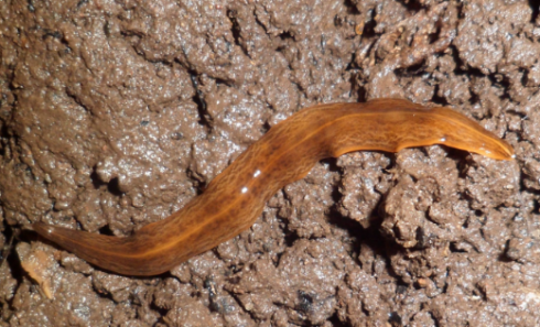 Specie aliene: i vermi Obama nungara diventano le specie di invertebrati invasivi più pericolosi d'Europa - VIDEO
