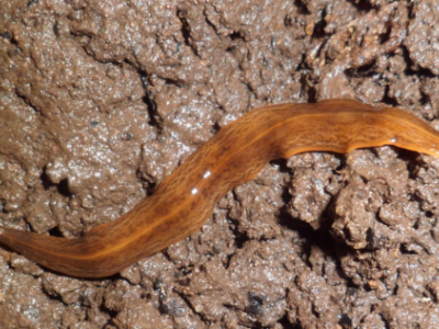 Specie aliene: i vermi Obama nungara diventano le specie di invertebrati invasivi più pericolosi d'Europa - VIDEO