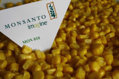 ogm monsanto