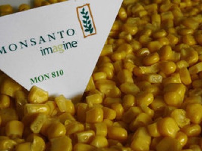 ogm monsanto