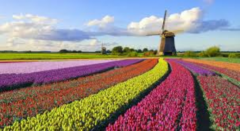 Addio al nome "Olanda": cambia da gennaio 2020. La nazione dei tulipani si chiamerà solamente Paesi Bassi. 