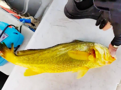 Un raro esemplare di pesce del valore di diverse migliaia di euro – Il video diventa virale è stato pescato in Cina 