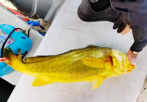 Un raro esemplare di pesce del valore di diverse migliaia di euro – Il video diventa virale è stato pescato in Cina 