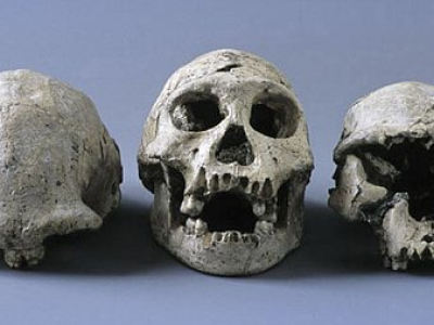 Scoprono in Spagna il fossile umano forse più antico d'Europa