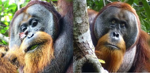 Orangutan ferito visto usare la pianta come medicina