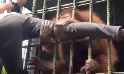 Un visitatore scavalca un recinto di uno zoo in Indonesia per fare un selfie con un orango ma subisce l’attacco dell'animale - VIDEO
