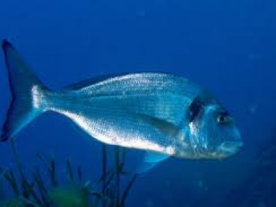 “Fenomeno Maiorca”, in aumento i vacanzieri attaccati dai pesci