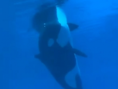 Kiska l'"orca più solitaria del mondo" è morta - VIDEO