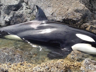 Piccolo di Orca spiaggiato tra gli scogli piange disperato. Ma la sua richiesta d’aiuto non resta inascoltata - VIDEO