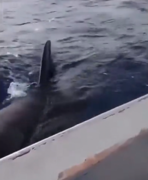 Orche assassine attaccano barche da pesca per giocare al largo della Sicilia – Il video