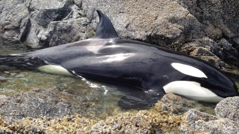 Piccolo di Orca spiaggiato tra gli scogli piange disperato. Ma la sua richiesta d’aiuto non resta inascoltata - VIDEO