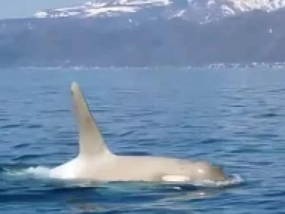Un'orca bianca molto rara osservata in Giappone – Il video