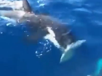 Le orche circondano la barca e staccano il timone: la disavventura a Gibilterra