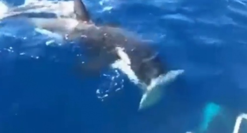 Le orche circondano la barca e staccano il timone: la disavventura a Gibilterra