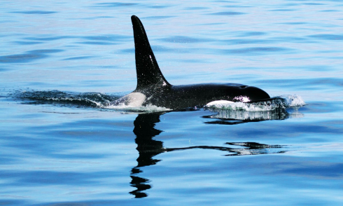 Orca avvistata e ripresa per la prima volta a largo delle coste d'Israele.