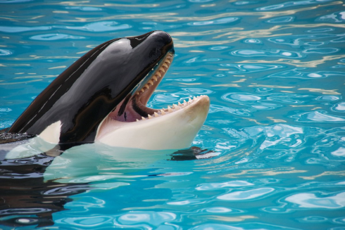 Liberate Kiska, l’ultima orca tenuta in cattività in Canada.