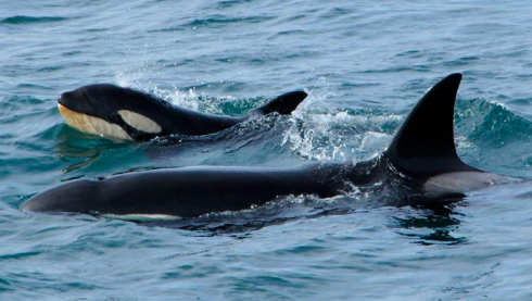 Attacchi alle barche da parte di orche: per la comunità scientifica “comportamenti insoliti” che in alcuni casi hanno provocato anche danni gravi alle imbarcazioni. 