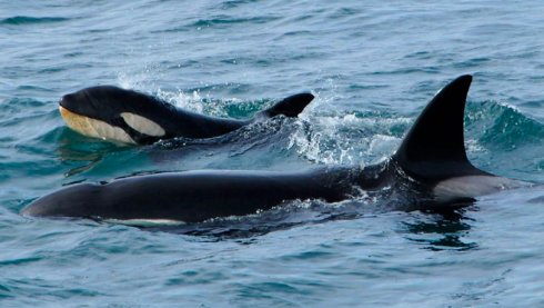 Attacchi alle barche da parte di orche: per la comunità scientifica “comportamenti insoliti” che in alcuni casi hanno provocato anche danni gravi alle imbarcazioni.