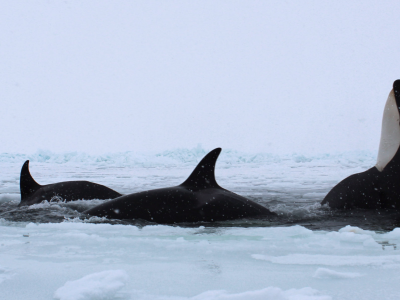 Un branco di orche intrappolate nel ghiaccio galleggiante al largo della costa di Hokkaido, nel nord del Giappone – Il video