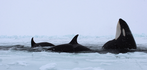 Un branco di orche intrappolate nel ghiaccio galleggiante al largo della costa di Hokkaido, nel nord del Giappone – Il video