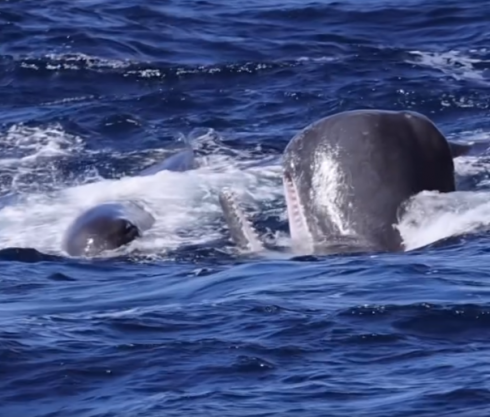 Sfida tra giganti del mare: filmato in mare un incredibile e rarissimo scontro tra capodogli e orche