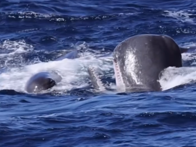 Sfida tra giganti del mare: filmato in mare un incredibile e rarissimo scontro tra capodogli e orche