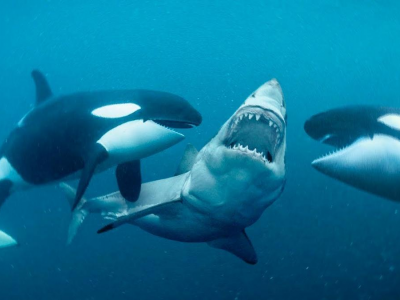 Una coppia di orche uccide 20 squali in un solo giorno in Sud Africa