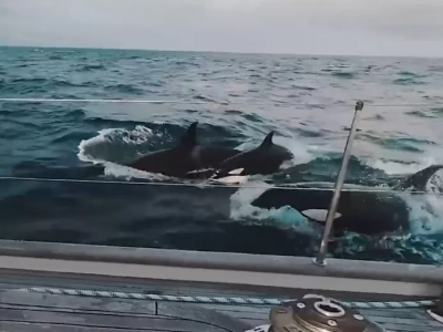 Attacchi alle barche da parte di orche: Yacht di lusso attaccato da 30 orche. 