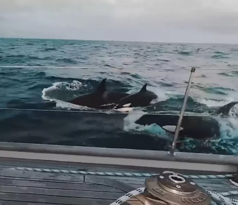 Attacchi alle barche da parte di orche: Yacht di lusso attaccato da 30 orche. 