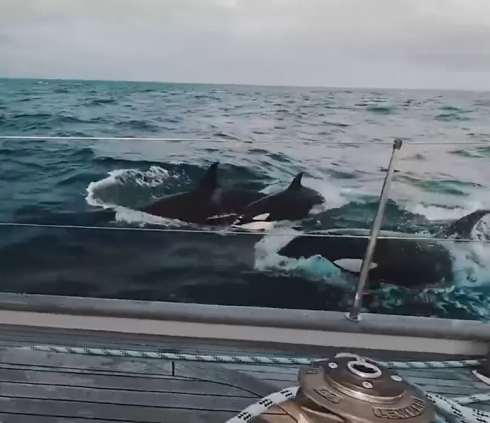 Attacchi alle barche da parte di orche: Yacht di lusso attaccato da 30 orche.