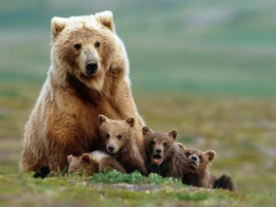 Slovacchia, mamma orsa morde un uomo e scappa