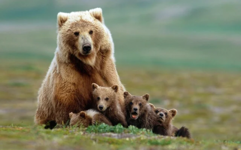 Slovacchia, mamma orsa morde un uomo e scappa