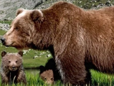 Trentino, un’orsa con cucciolo insegue due cacciatori, uno resta ferito dopo una caduta