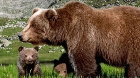 Trentino, un’orsa con cucciolo insegue due cacciatori, uno resta ferito dopo una caduta