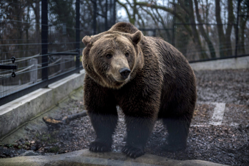 Orso marsicano a spasso di sera per le vie di Villalago in Abruzzo - VIDEO